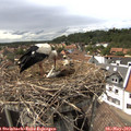 15_40-nest.jpg