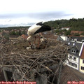 15_50-nest.jpg