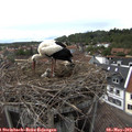 15_55-nest.jpg