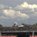 16_00-mast.jpg