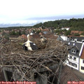 16_05-nest.jpg