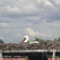 16_10-mast.jpg