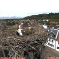 16_10-nest.jpg