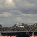 16_15-mast.jpg