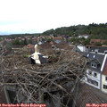 16_20-nest.jpg