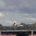 16_25-mast.jpg