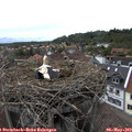 16_25-nest.jpg