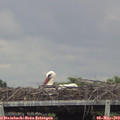 16_30-mast.jpg