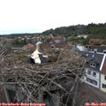 16_35-nest.jpg