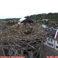 16_40-nest.jpg
