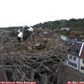 16_45-nest.jpg