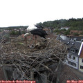 16_50-nest.jpg