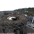 16_55-nest.jpg