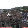 17_00-nest.jpg