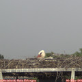 17_05-mast.jpg