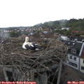 17_05-nest.jpg