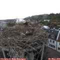 17_10-nest.jpg