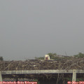 17_15-mast.jpg