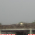 17_20-mast.jpg