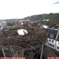17_20-nest.jpg