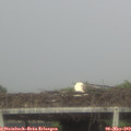 17_25-mast.jpg