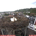 17_25-nest.jpg