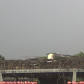 17_30-mast.jpg