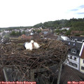 17_30-nest.jpg
