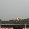 17_35-mast.jpg