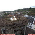 17_35-nest.jpg