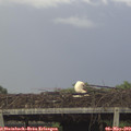 17_40-mast.jpg