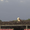 17_50-mast.jpg