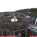 17_50-nest.jpg