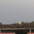 17_55-mast.jpg