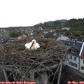 17_55-nest.jpg
