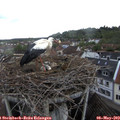 18_00-nest.jpg