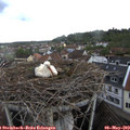 18_05-nest.jpg
