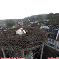 18_15-nest.jpg