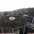 18_20-nest.jpg