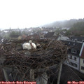 18_25-nest.jpg