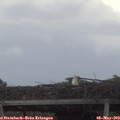 18_30-mast.jpg