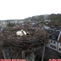 18_30-nest.jpg