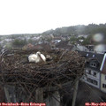 18_35-nest.jpg