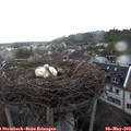 18_40-nest.jpg