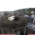 18_45-nest.jpg