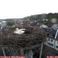 18_50-nest.jpg