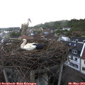 19_05-nest.jpg
