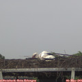 19_10-mast.jpg