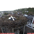 19_10-nest.jpg