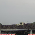 19_15-mast.jpg